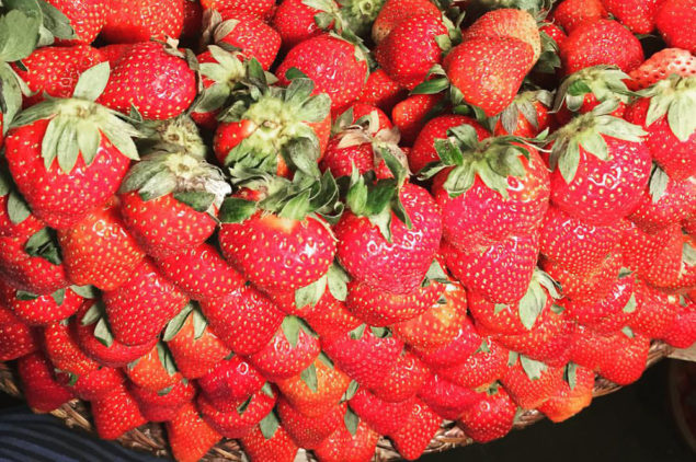 Strawberries of Baguio City