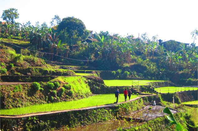 Batad Rice Terraces, Bananue