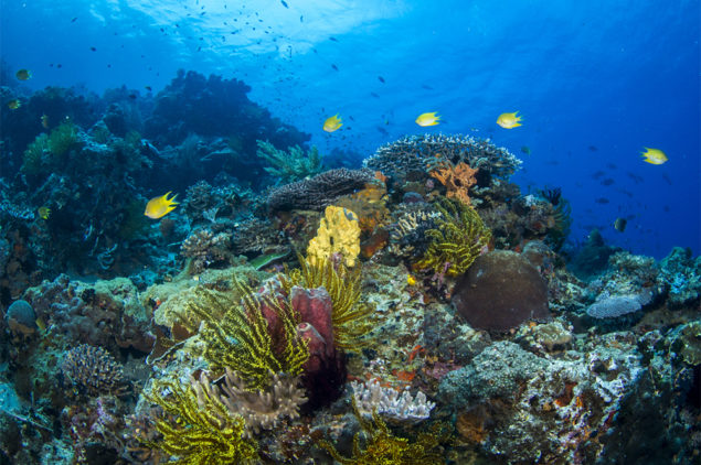 Colorful Corals in Apo Reef Natural Park, Sablayan, Occidental Mindoro