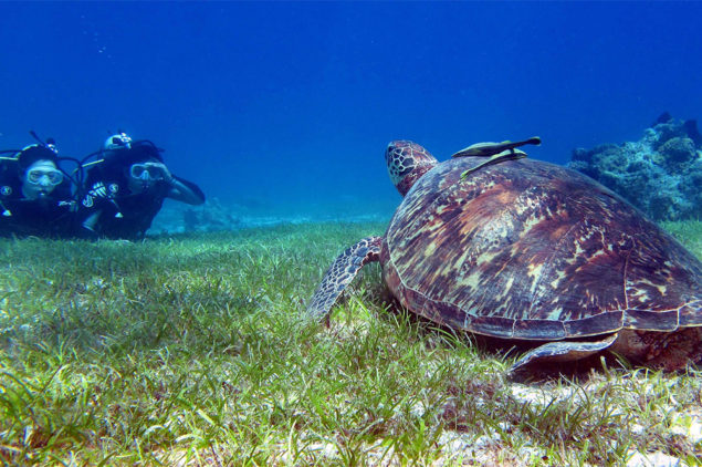 Turtle watching at Balcasag Island, Bohol