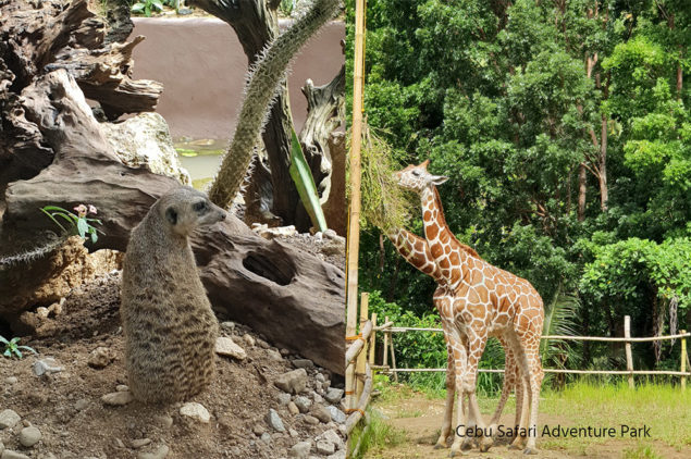 Animals of Cebu Safari Adventure Park, Cebu