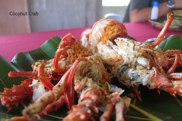 Coconut crab at Sabtang Island, Batanes Island