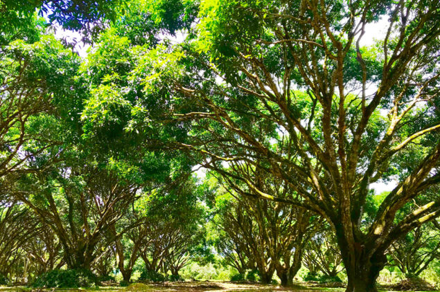 Oro Verde Mango Plantation, Guimaras Island, Iloilo
