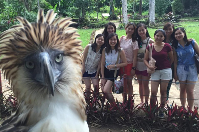 Philippine Eagle at Phillippine Eagle Sanctuary, Davao