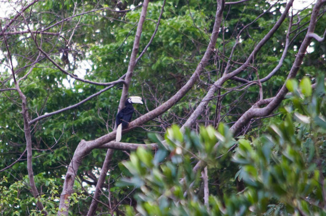 Bird Watching at Lagen Island Resort, El Nido, Palawan