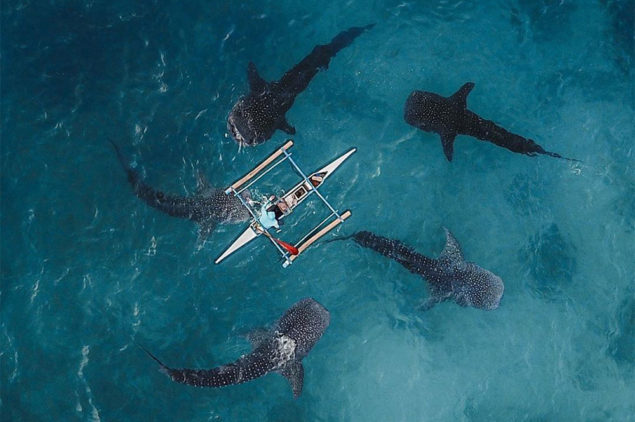 Fisherman surrounded by Oslob Whalesharks in Cebu