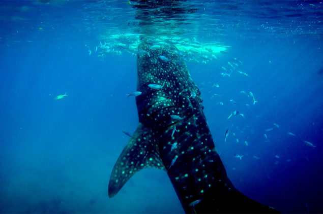 Whaleshark in Oslob, Cebu