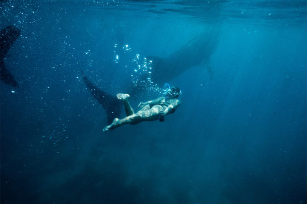 Swimming with Whalesharks in Oslob, Cebu
