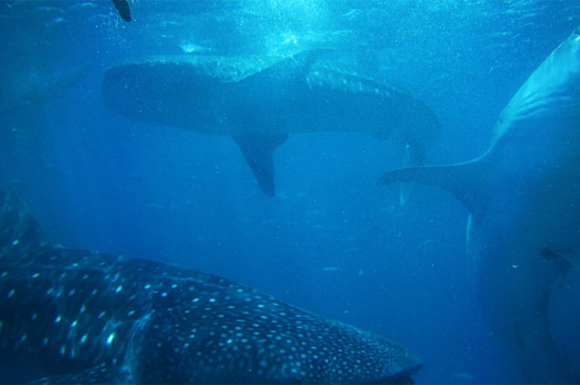 Oslob Whalesharks, Cebu