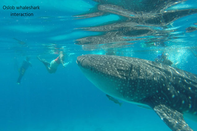 Oslob Whaleshark Interaction in Dumaguete
