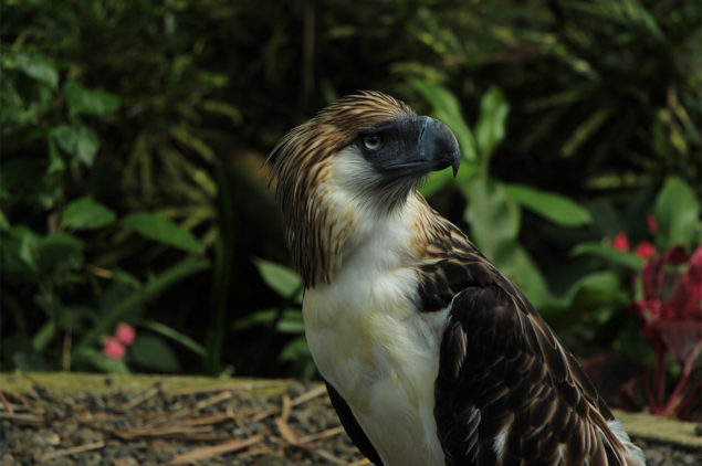 Philippine Eagle, Davao