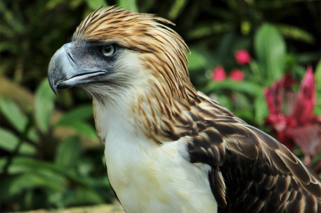 Philippine Eagle, Davao
