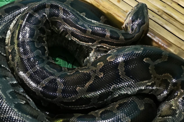 Python Sanctuary, Bohol