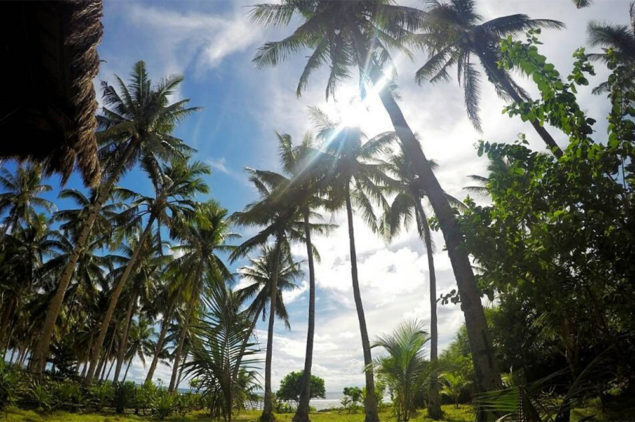Palm Trees of Siargao Island