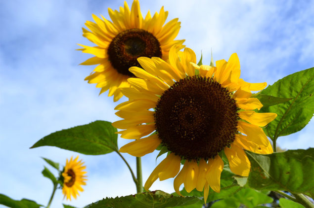 Sunflowers at Sirao Flower Farm, Cebu