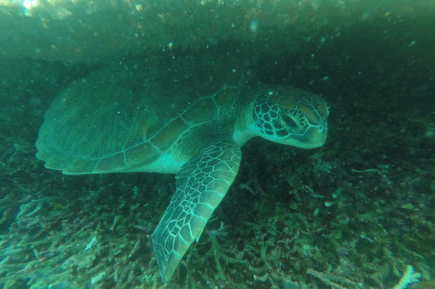 Turtle at Moalboal, Cebu