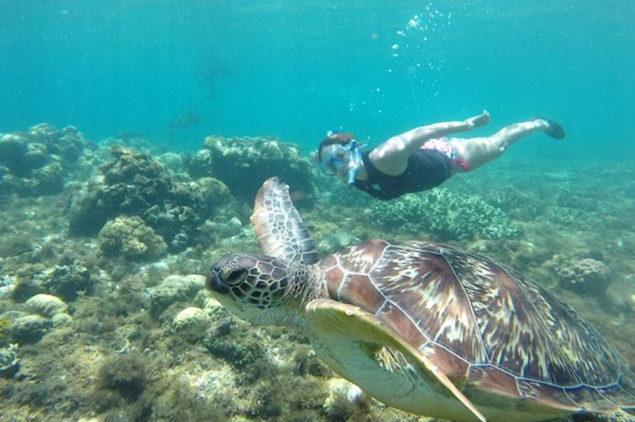 Swim with Turtles at Apo Island, Dumaguete
