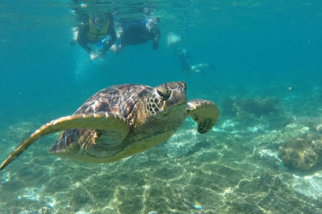 Turtle Watching at Apo Island, Dumaguete