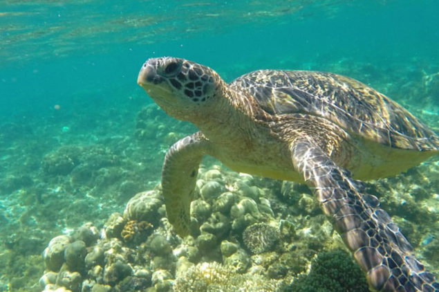 Turtle at Apo Island, Dumaguete