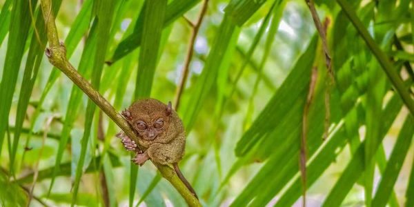 3D2N Explore Bohol Tour Package F