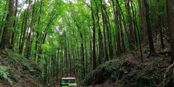 Bohol Tour Package