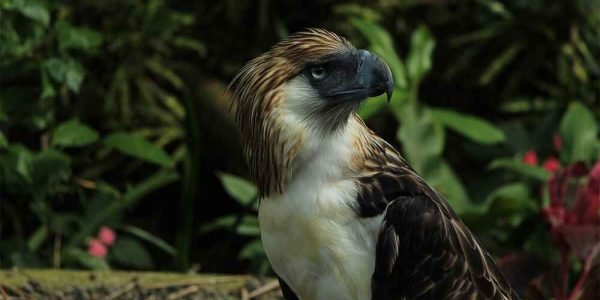 Davao Travel and Tour Packages