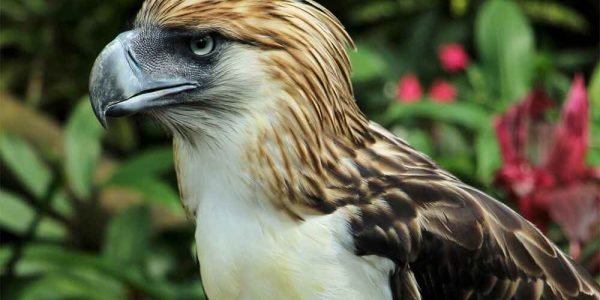 Davao Travel and Tour Packages