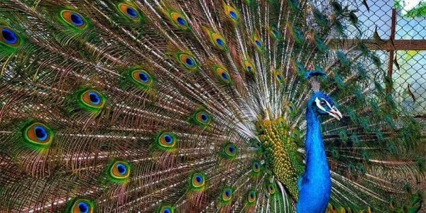 Davao Travel and Tour Packages