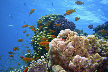Boracay Colorful Reefs