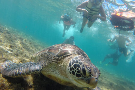 Swim with Turtles at Apo Island, Dumaguete